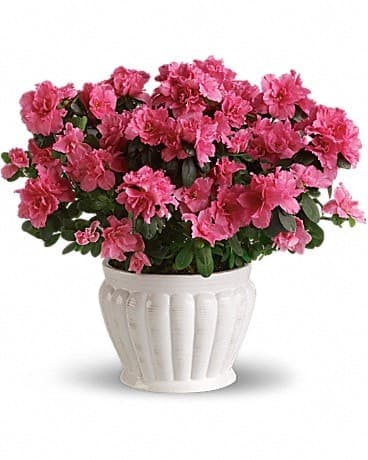 Pretty In Pink Azalea