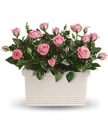 Rose Repose