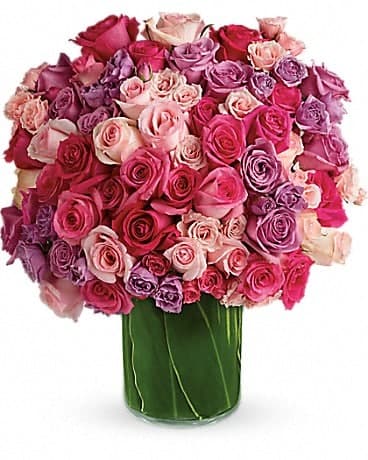 Rose Rapture, another view